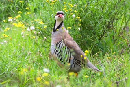 Photo of the Day: Chukar on Maui